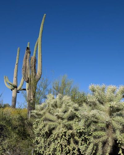 Исторически находки Снимка: Кактус Saguaro в близост До Тусона, Аризона, Аризона, Пустиня, на Юг-запад, Пейзаж,