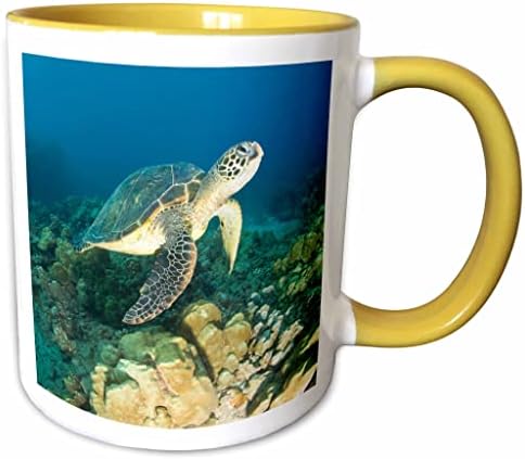 Триизмерна Зелена морска костенурка, Makena Spa, Мауи, Хавай-Us12 Sws0150-Оцветен чаша Stuart Westmorland, 11