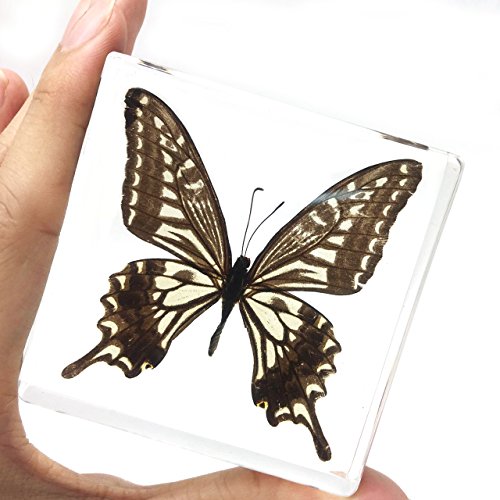 Истински образец на пеперудата Проби преспапиета Колекция преспапиета Дисплей (3x3x0,6 инча)