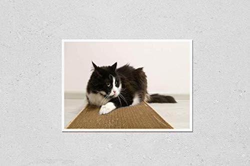 Репродукция на плакат KwikMedia с участието на Смешно Игривого Пухкав котка с луд поглед. Черно-бялата котката се крие върху картонном бележник с аромат на коча. Забаве?